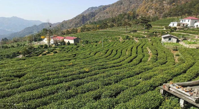  安慶師范大學(xué)“茶旅融合發(fā)展調(diào)研”暑期社會實(shí)踐團(tuán)赴