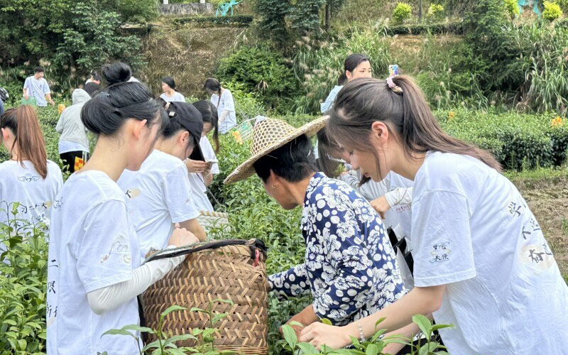 閩衛院學子三下鄉：體驗古法制茶技術，品味“下黨的味道”，感受鄉村振興文化