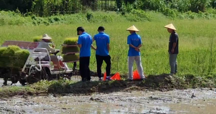 福建農(nóng)大學(xué)子深入調(diào)查水稻種植的過(guò)程和方式