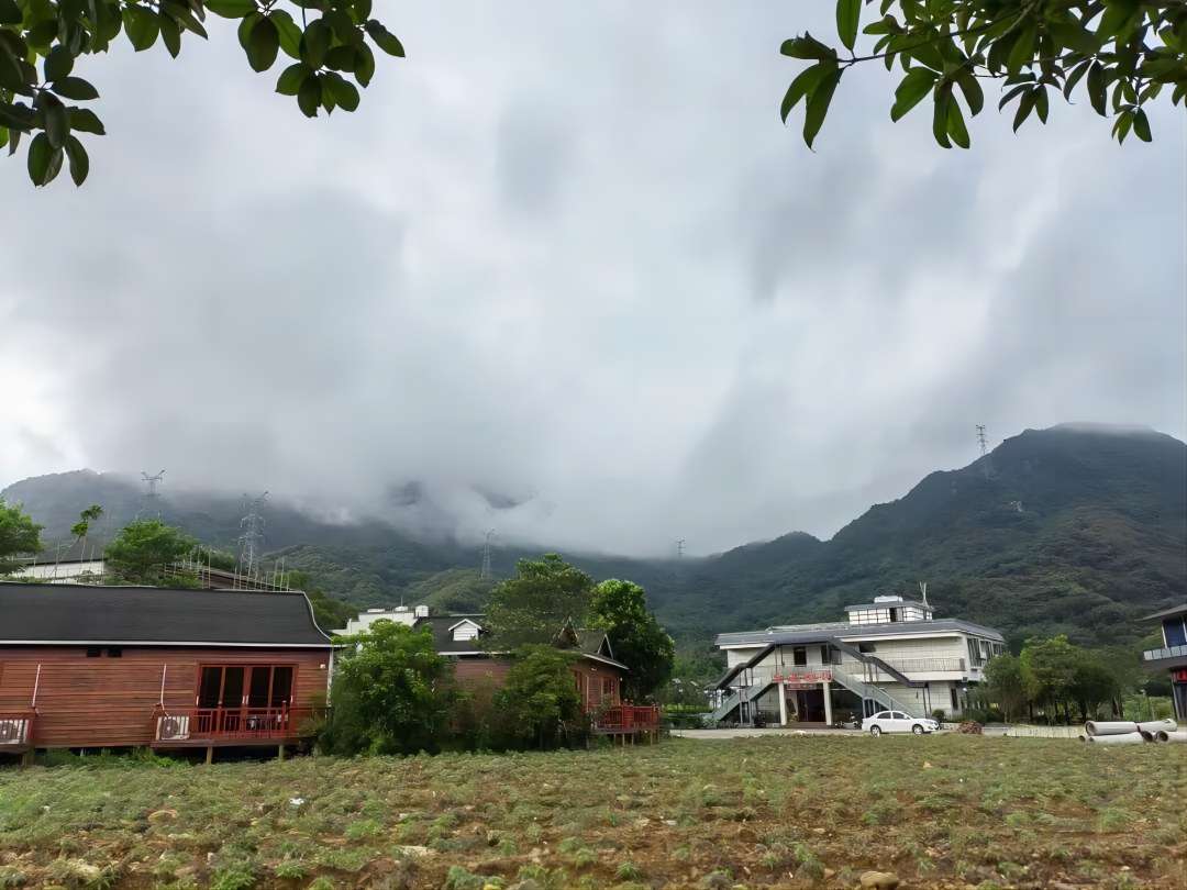 廣東建院三下鄉繪夢實踐隊——茶園勞動增體驗 采茶制