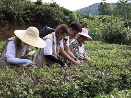 以茶產業發展助力鄉村振興