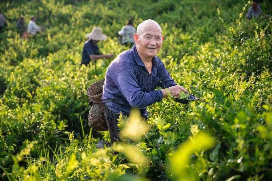 探秘來鳳藤茶韻，共繪鄉村振興圖 ——“信”尋美麗鄉村隊2024年來鳳縣紀實