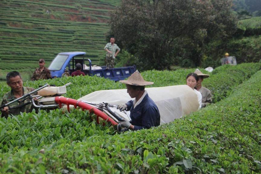 綠葉載史，茶香傳情 —— 嘉庚學院學子武夷山茶文化探索行