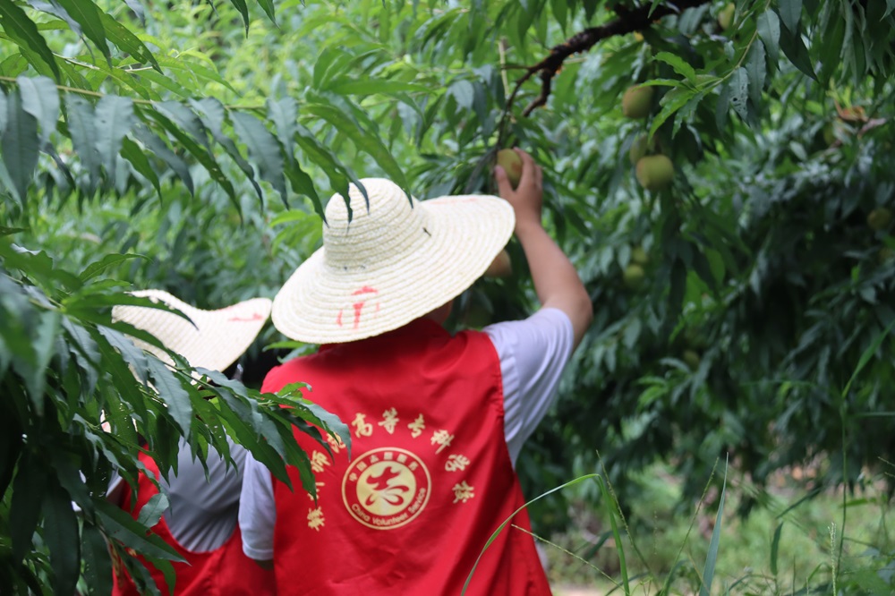 青春助農，“桃”樂融融——贛州師范高等專科學校中文系社會實踐隊下鄉采摘鷹嘴桃，助力和務振興