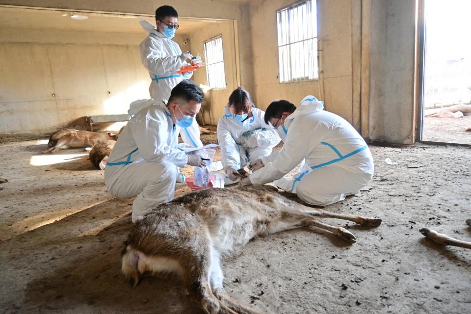 青島農業大學“立竿檢影，以檢護農”調研團深入蒙陰梅花鹿科技小院，助力疫病防控與鄉