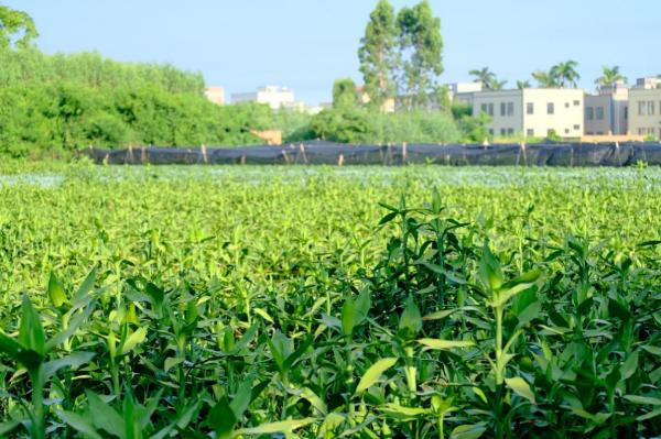 緊跟時代步伐，賡續綠竹未來